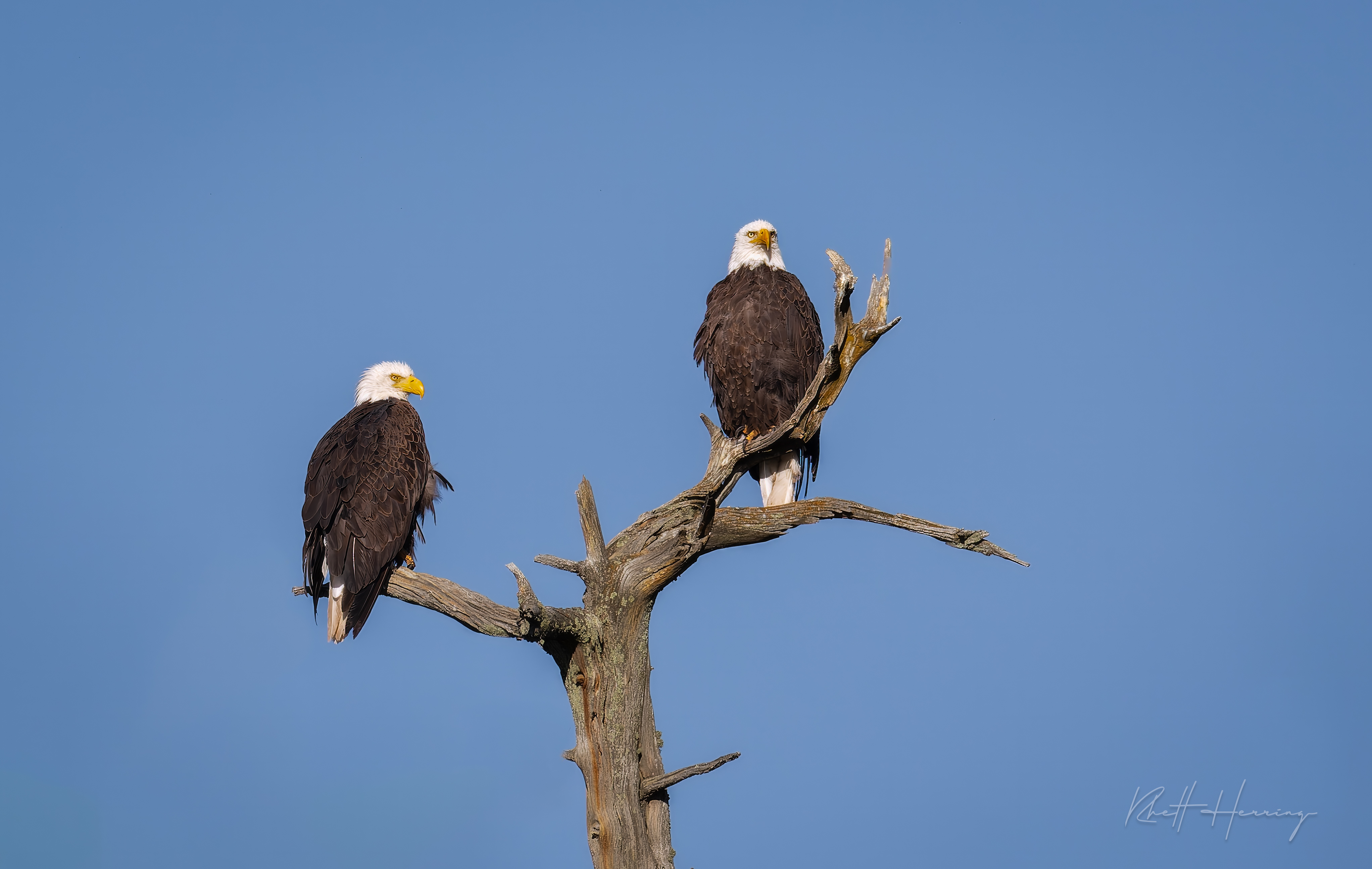 A Pair of Bald Eagles Over Greer