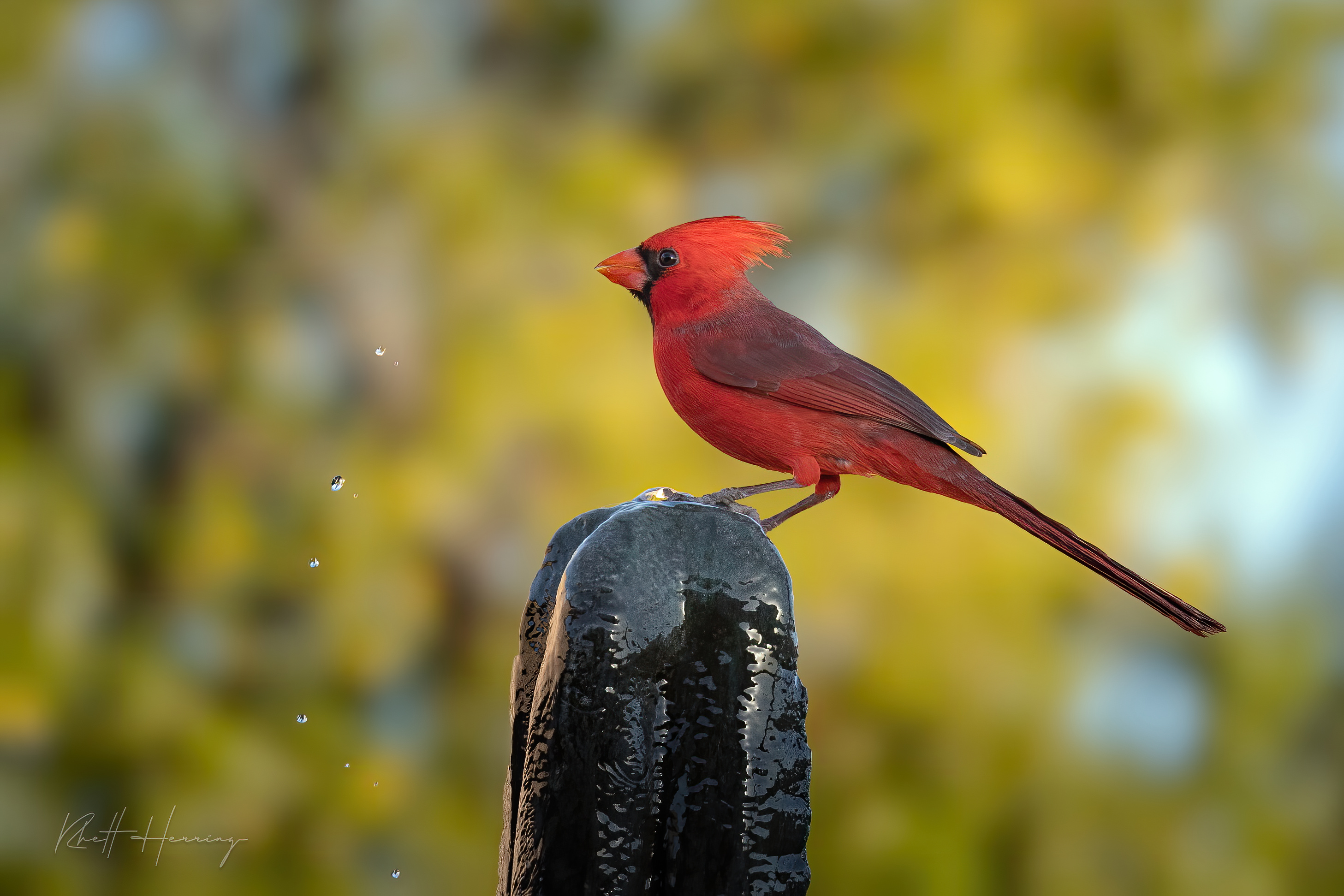 The Backyard Cardinal and a Wet Perch