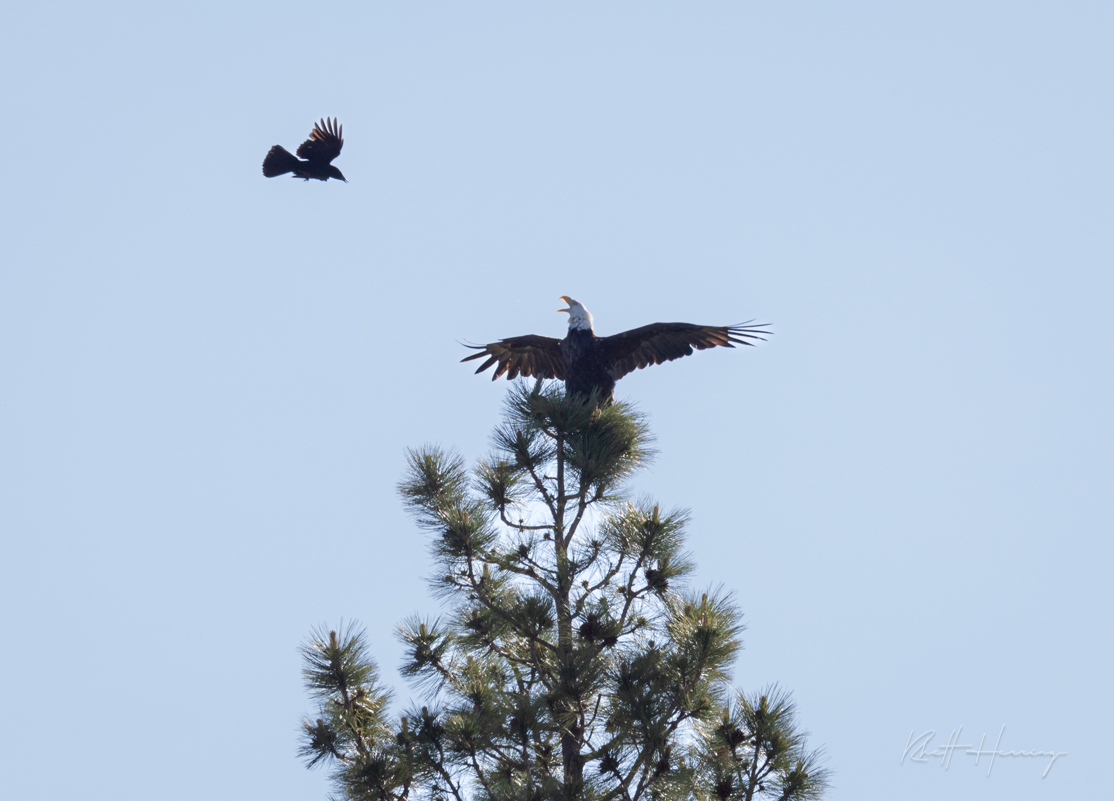 Crow Pestering Bald Eagle