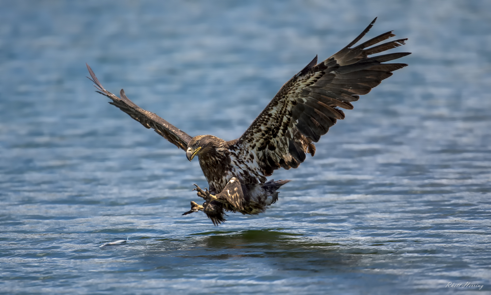 Young Bald Eagle fishing. Missing a Talon