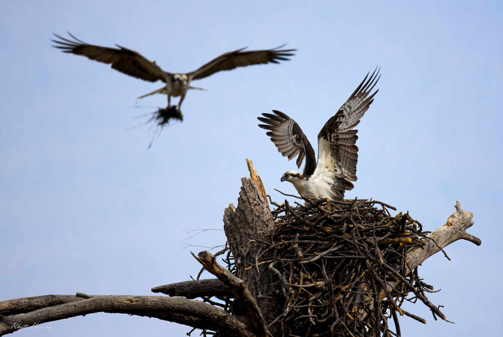 Osprey Nest - Greer Arizona