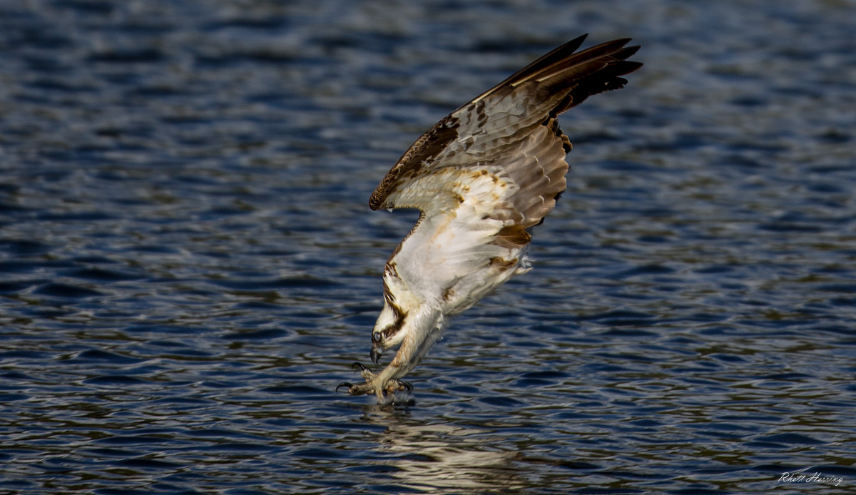 Osprey Diving