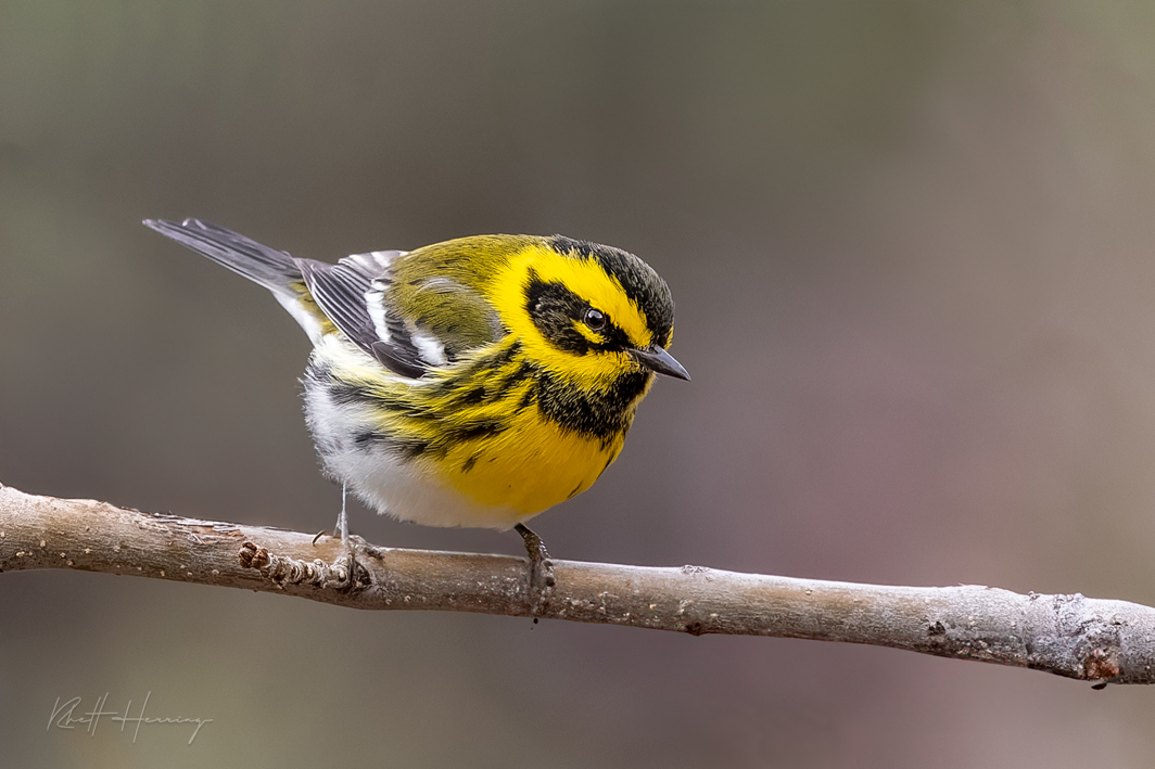 Townsend's warbler