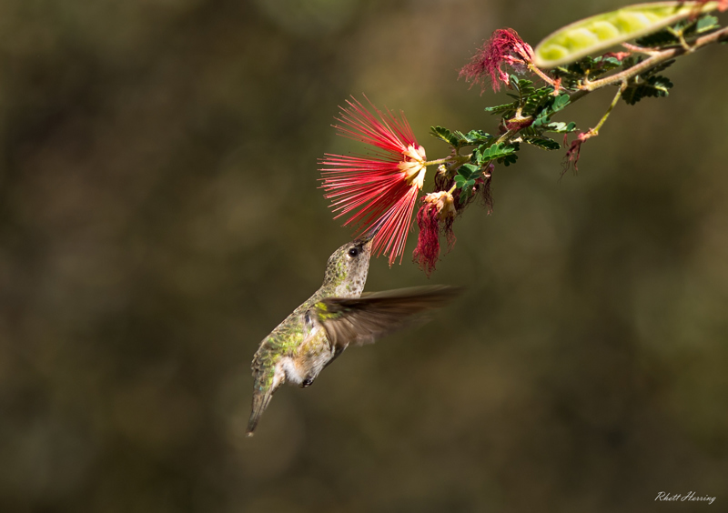 Hummingbird - Pollinator