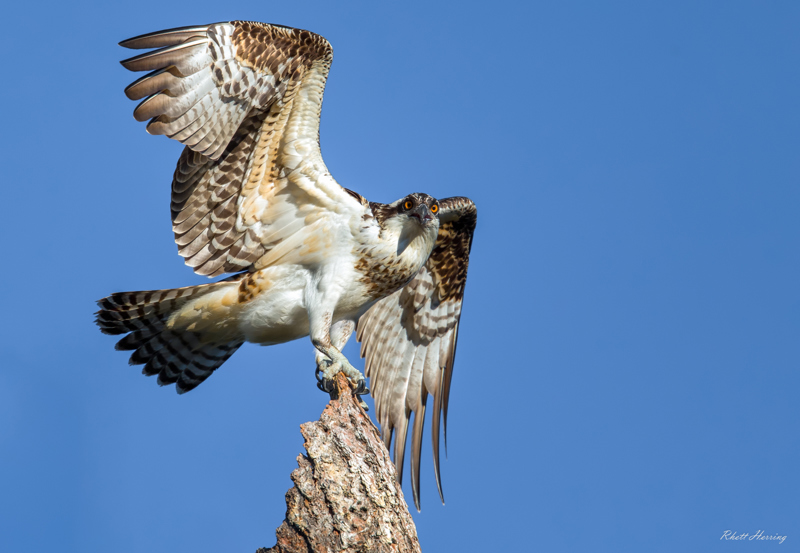 Osprey Fledgling