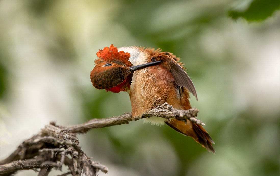 Rufous-hummingbird