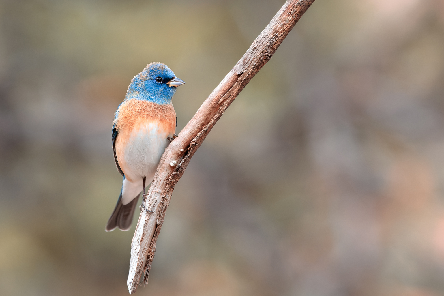 Lazuli-bunting