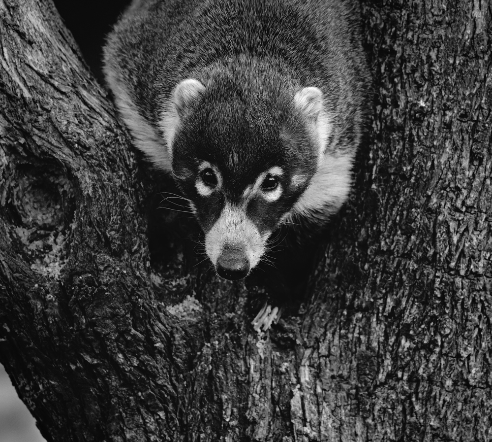 Coati - by Ana Levya