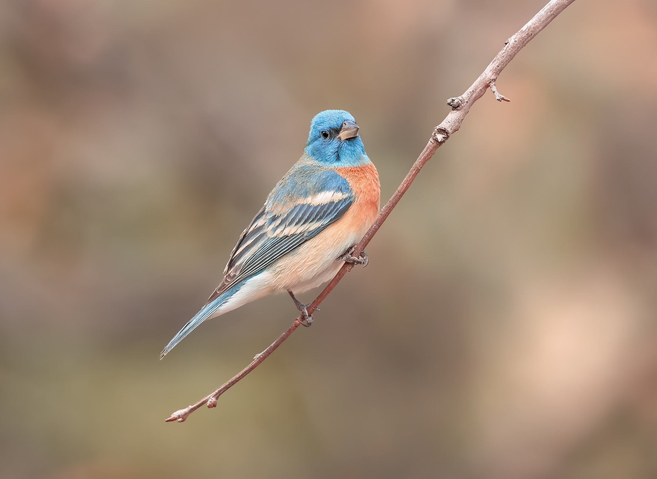 Wings on the Wind: Spring Migration Through Southern Arizona