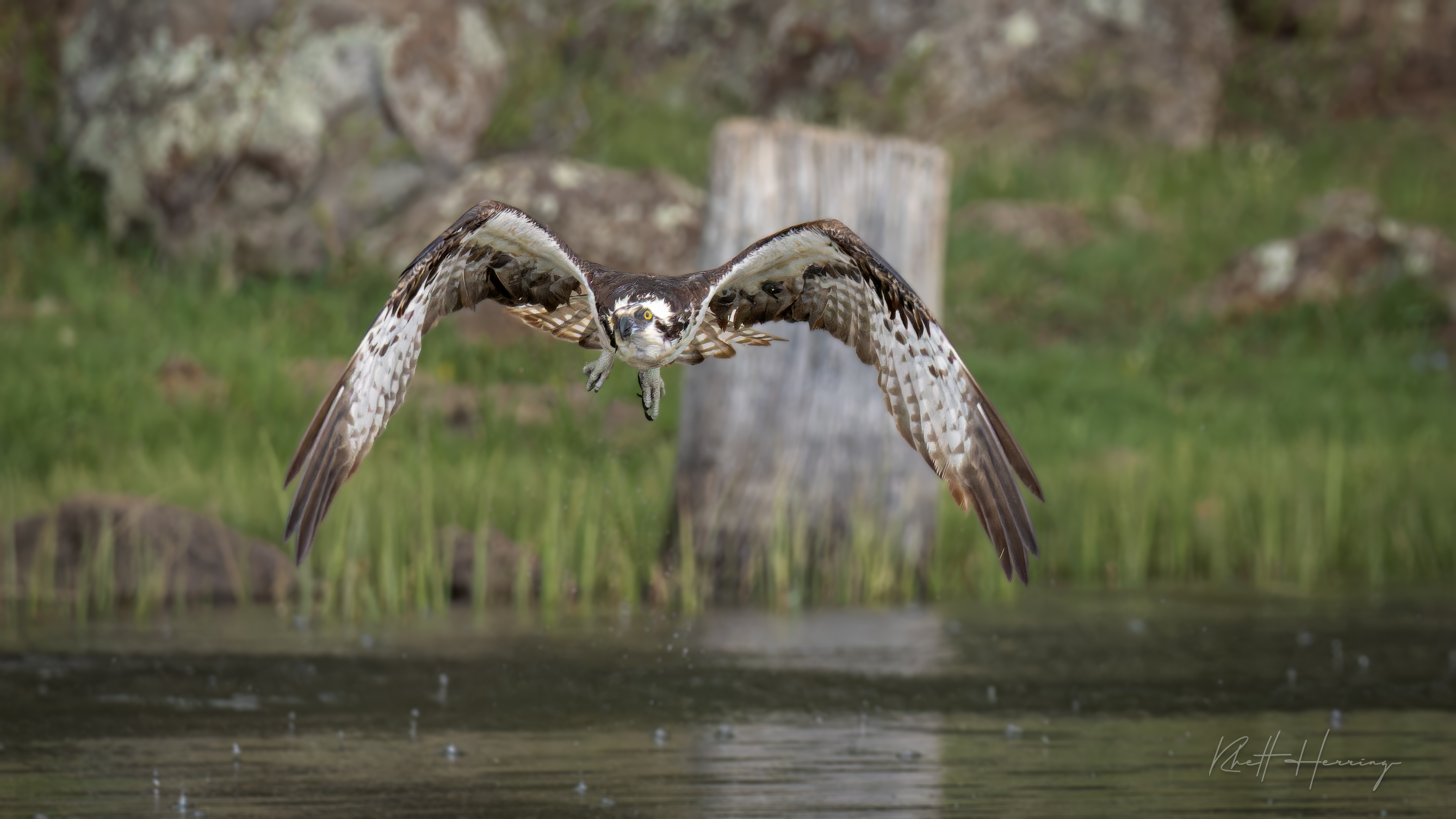 Birds of Spring in Arizona