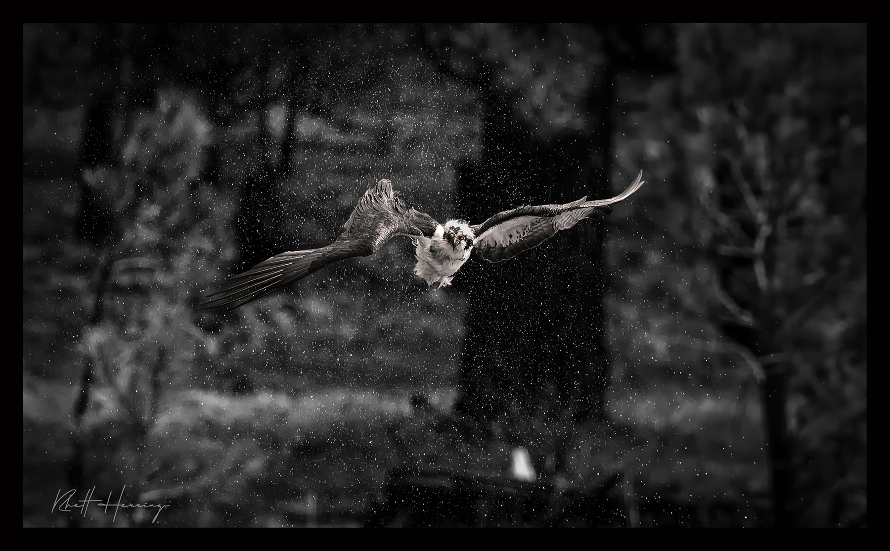 The Art of Experimentation: Discovering the Magic of Black and White Nature Photography