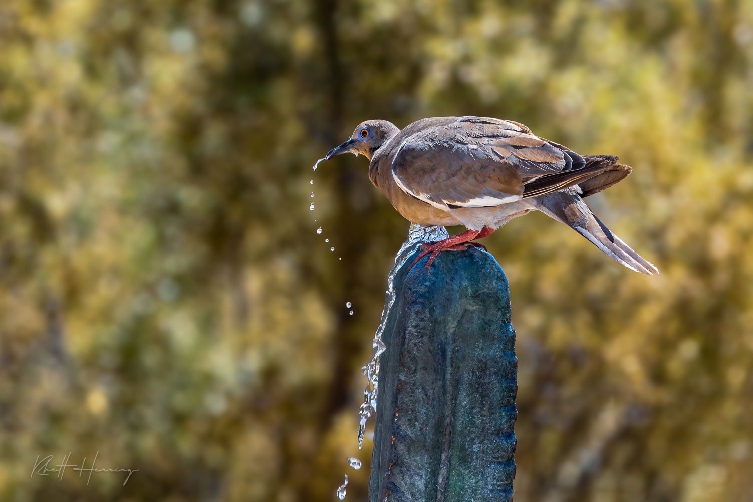 Summer Birding in Tucson and Beyond: A Symphony of Feathers Amidst the Shade and not so Cool Breezes