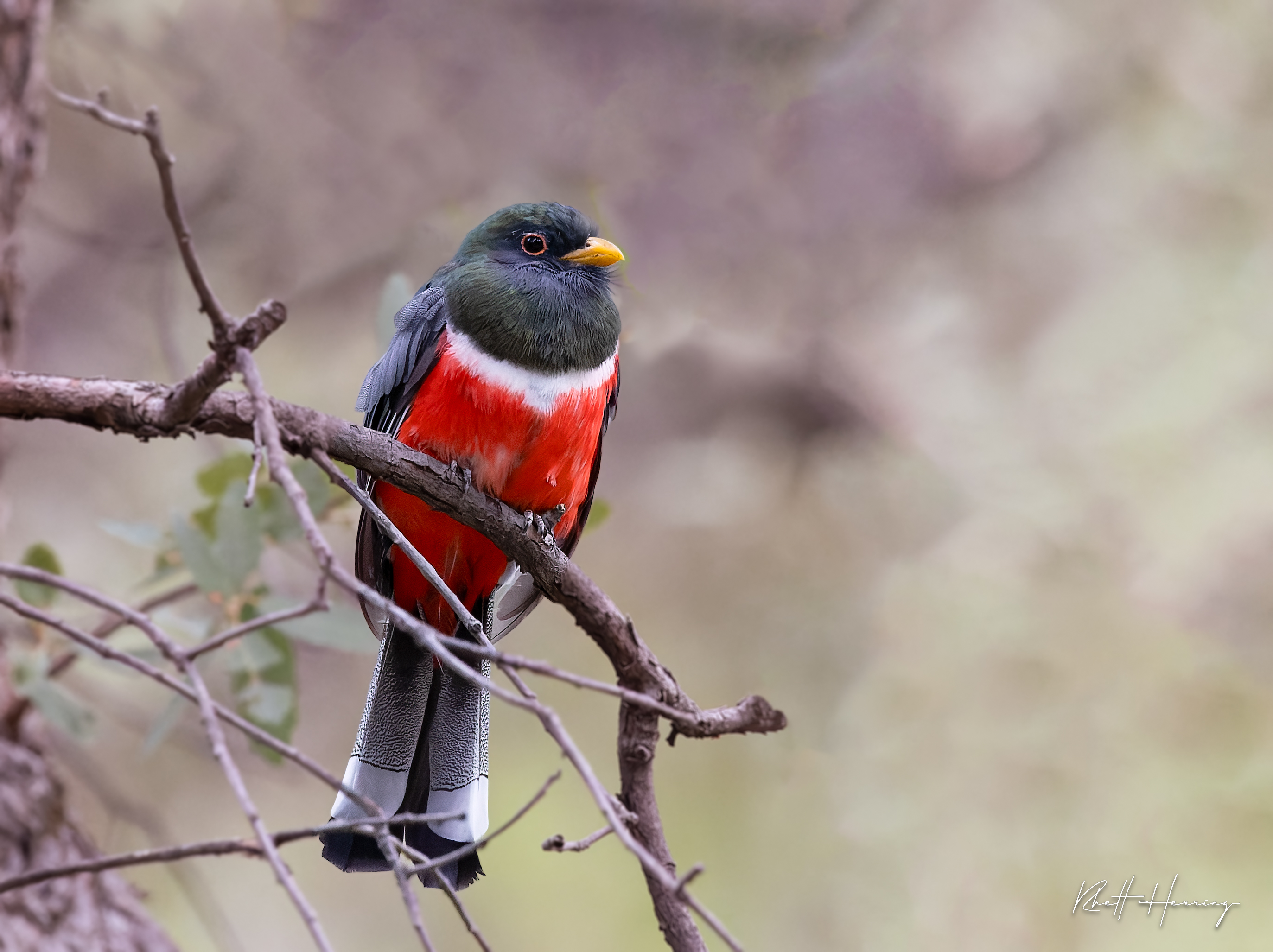Winter Birding in Arizona: An Encounter with Nature, Maybe even a Trogon!